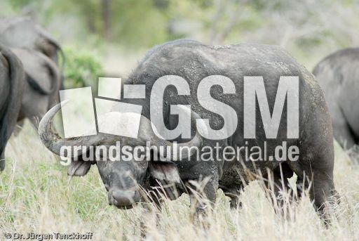 Afrikanischer Büffel (14 von 102).jpg